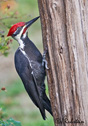 Dryocopus pileatus